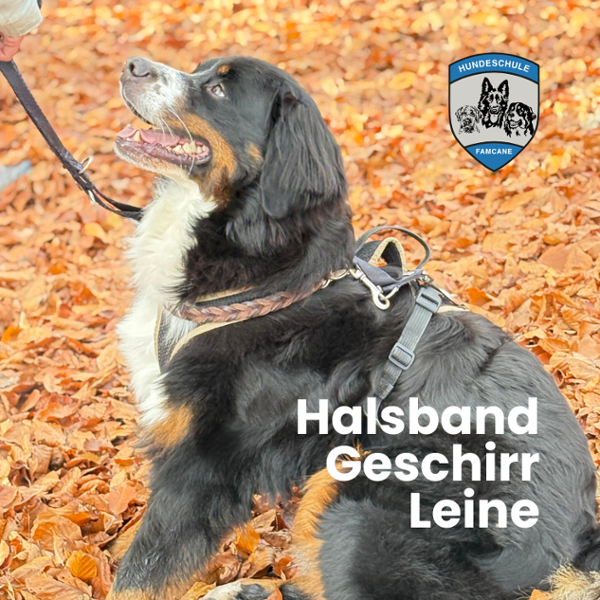 Halsband Geschirr Leine